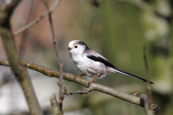 Long-tailed tit (Aegithalos caudatus), plumage, pretty, close-up, The tit is sitting on a branch in