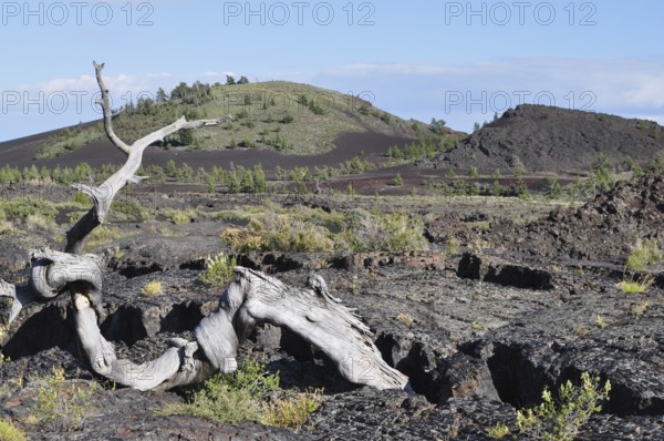 Stunted tree on rocky volcanic landscape with blue sky, Craters of the Moon National Monument,