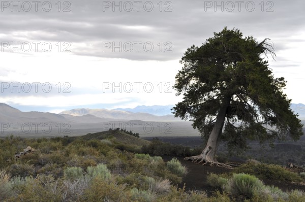 Single tree standing in wide lava landscape with cloudy sky, Craters of the Moon National Monument,