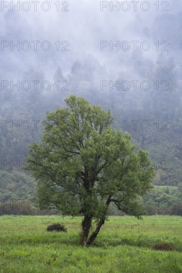 A tree in a meadow with forest and rising clouds in the background. Westland Tai Poutini National