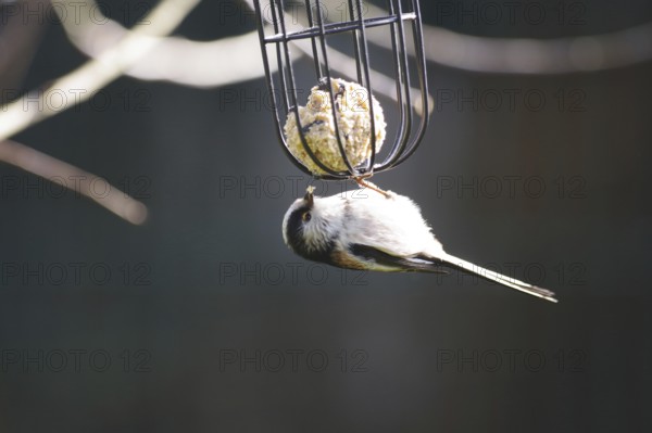 Long-tailed Tit (Aegithalos caudatus), tit dumpling, hungry, Germany, close-up of the long-tailed