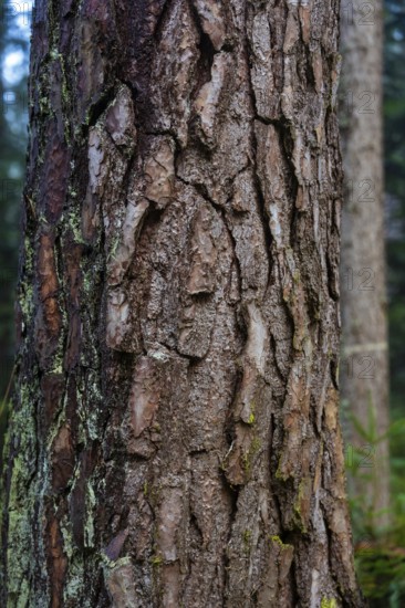 Detailed view of structured tree bark in a forest with a natural atmosphere, Unterhaugstett, Calw