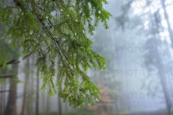 Waterdrop decorated pine branches in a quiet, foggy forest, Unterhaugstett, Calw district, Black