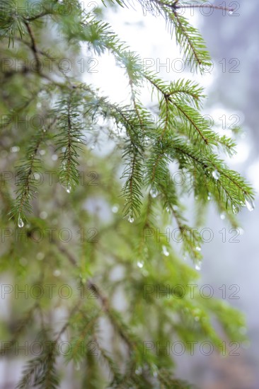 Close-up of pine branches with drops of water in a foggy forest, Unterhaugstett, Calw district,
