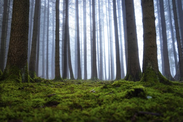 A quiet, moss-covered forest with tall trees in fog, Unterhaugstett, Calw district, Black Forest,