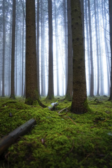 Towering trees and thick fog create a mystical atmosphere in the forest, Unterhaugstett, Calw
