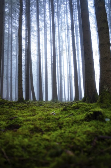 Tall trees in foggy forest with moss-covered ground and quiet atmosphere, Unterhaugstett, Calw
