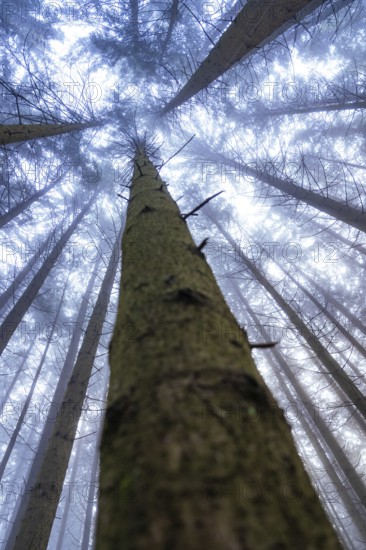 Vertical perspective of tall trees rising into foggy sky, Unterhaugstett, Calw district, Black