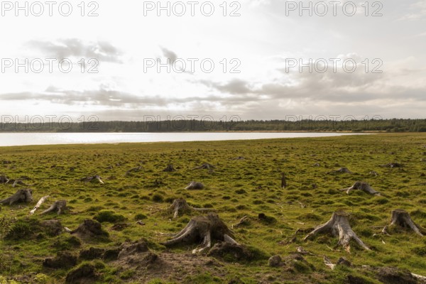 A tranquil scene in Sweden featuring a field of tree stumps under a cloudy sky. The sun casts a
