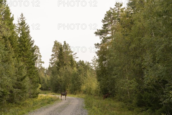 A tranquil scene in a Swedish forest with two moose on a winding, gravel path. The dense greenery