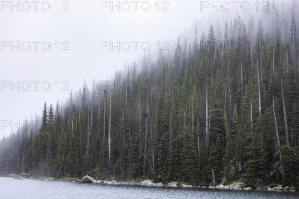 A serene landscape featuring a dense pine forest shrouded in mist beside a tranquil lake,