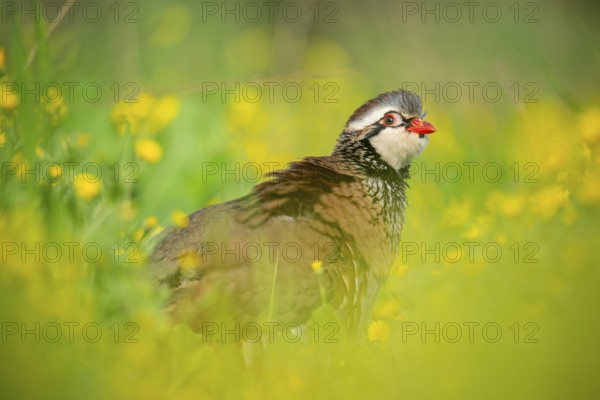 Red-legged partridge stands alert among bright yellow flowers in a lush meadow The vivid colors and
