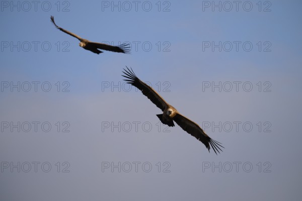 Two majestic griffon vultures gracefully soar above Alicante, Spain, showcasing their impressive