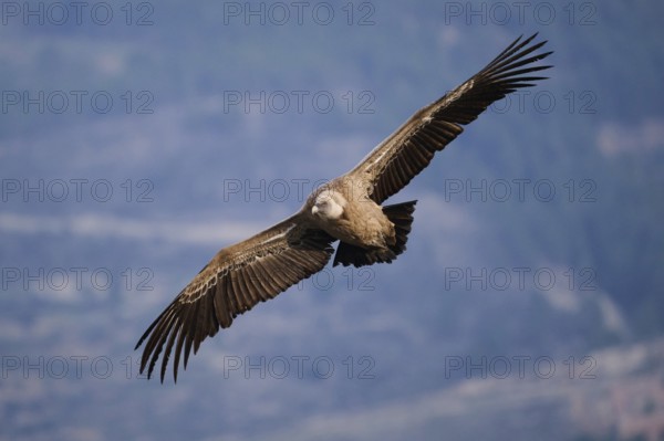A close-up of a griffon vulture soaring effortlessly over scenic valleys, its detailed plumage and