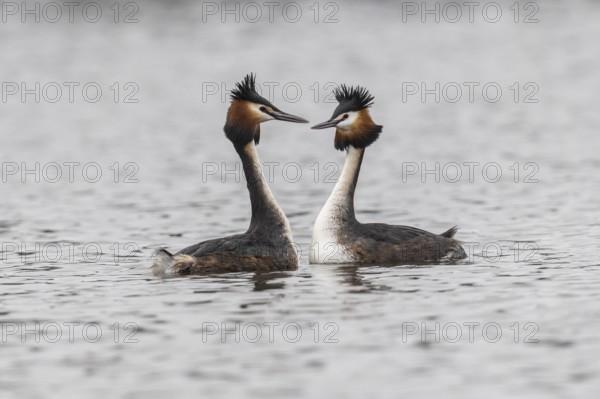 Great Crested Grebe (Podiceps Scalloped ribbonfish), courtship display, Emsland, Lower Saxony,