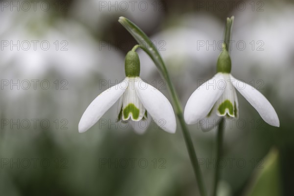 Snowdrop (Galanthus nivalis), Emsland, Lower Saxony, Germany