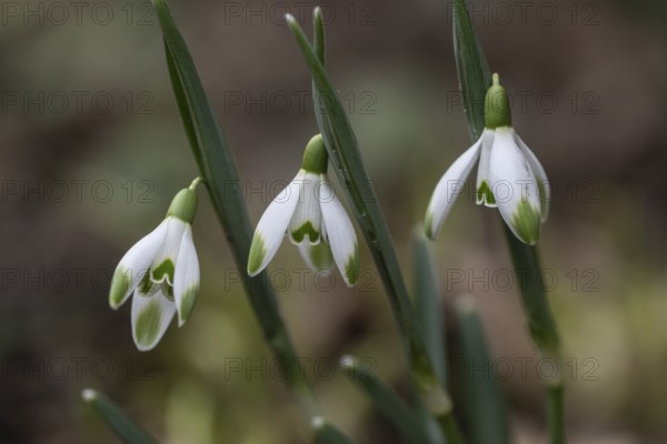 Snowdrop (Galanthus nivalis Viridipicis), Emsland, Lower Saxony, Germany