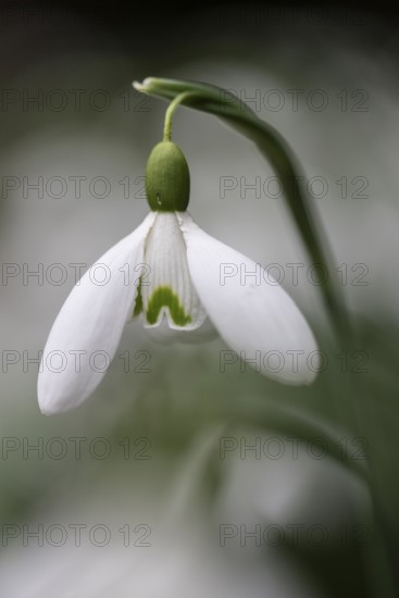 Snowdrop (Galanthus nivalis), Emsland, Lower Saxony, Germany