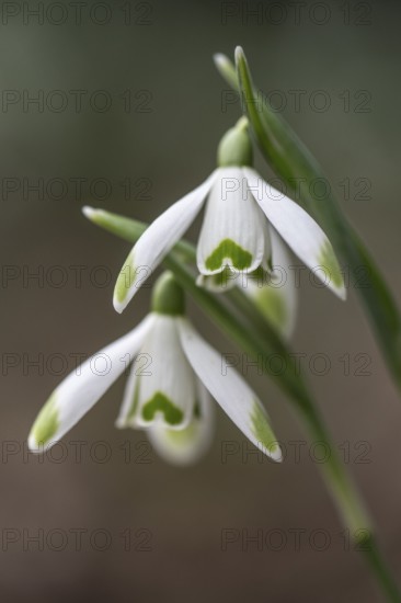 Snowdrop (Galanthus nivalis Viridipicis), Emsland, Lower Saxony, Germany