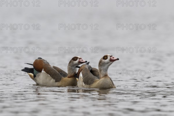 Egyptian geese (Alopochen aegyptiacus), swimming, Emsland, Lower Saxony, Germany