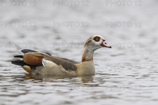 Egyptian goose (Alopochen aegyptiacus), swimming, Emsland, Lower Saxony, Germany