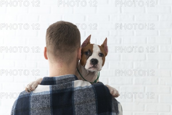 Back view of unrecognizable man in a checked shirt holds a brown and white Staffordshire Terrier