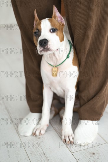 A young brown and white Staffordshire Terrier puppy dog wearing a green collar sits calmly between