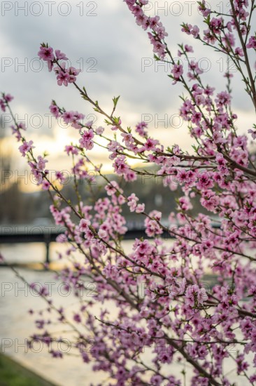 Vibrant pink blossoms bloom on branches during a peaceful spring evening in Geneva, with a softly