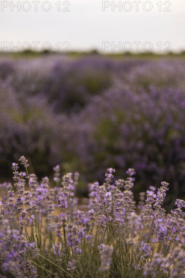 A serene field of blooming lavender stretches endlessly, showcasing vibrant purple hues and
