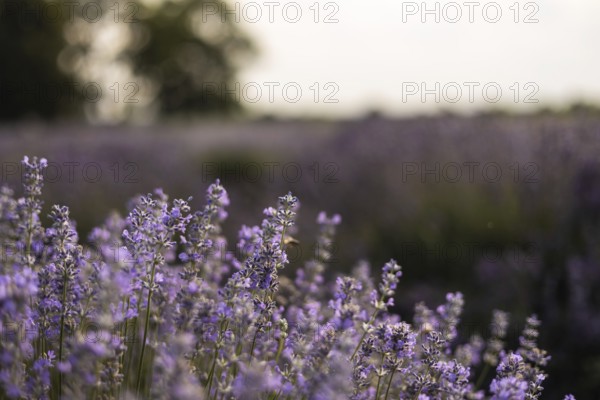 A stunning view of a lavender field in soft evening light. The scene captures the tranquility and