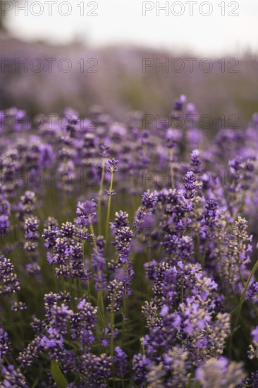 A mesmerizing lavender field displays its vibrant purple blooms, creating a serene and fragrant