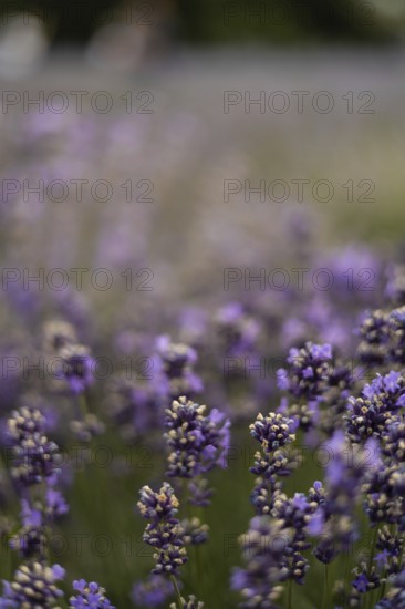 A lavender field in full bloom, showcasing vibrant purple flowers. The gentle blur in the