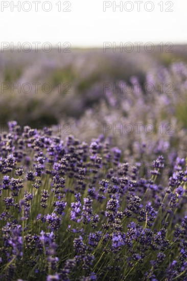 A picturesque lavender field in full bloom, captured under a clear sky at sunset. The purple
