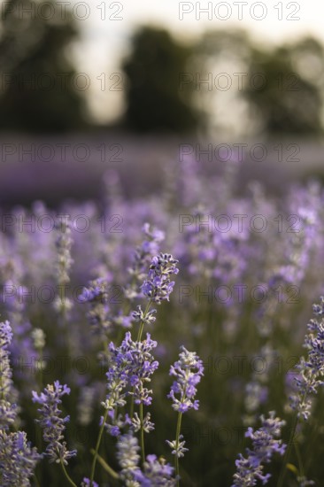 A picturesque lavender field at sunset, capturing the serenity and natural beauty of blooming