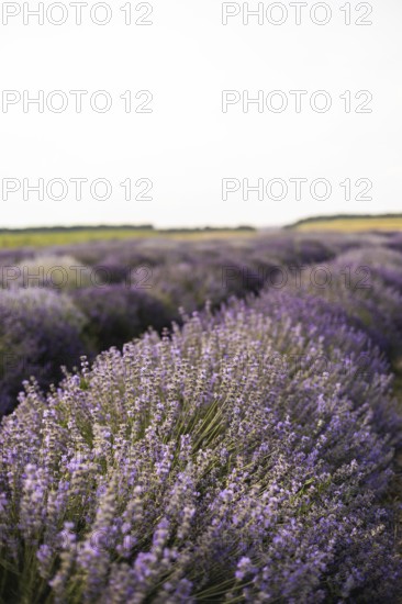 A serene lavender field stretches endlessly under a clear sky, showcasing vibrant purple hues. This