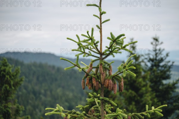 Close-up of pine cones on a tree against the backdrop of the forest-covered hills in Bachledka,