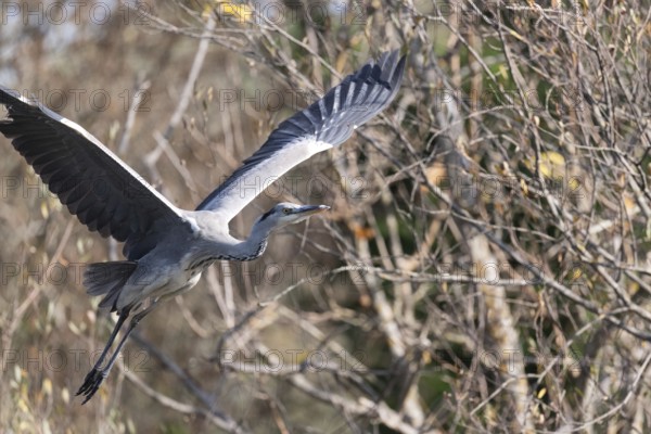 A graceful heron soars through the air with its wings fully extended, set against a backdrop of