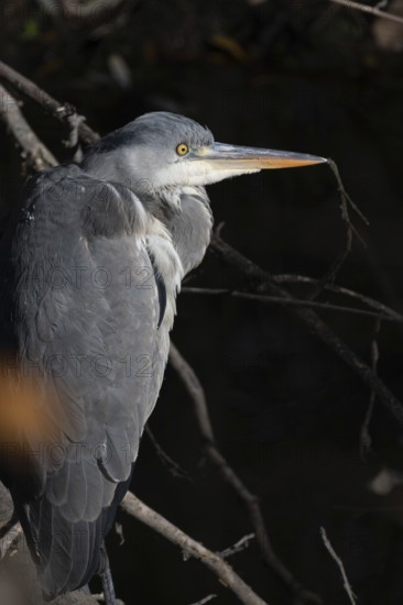 A close-up shot of a heron perched on a tree branch, highlighting its elegant feathers and sharp