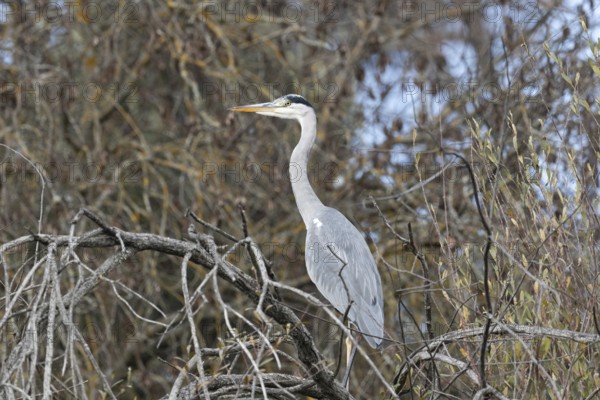 A graceful heron stands perched on intertwined branches, surrounded by dense foliage, blending into
