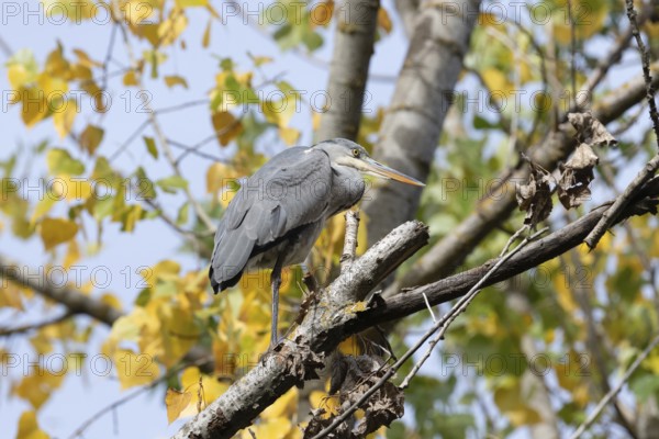 A heron balances gracefully on a tree branch surrounded by vibrant autumn leaves. The serene forest
