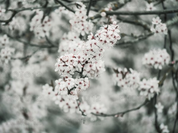 An ethereal display of delicate white blossoms, set against a soft gray backdrop, encapsulating the