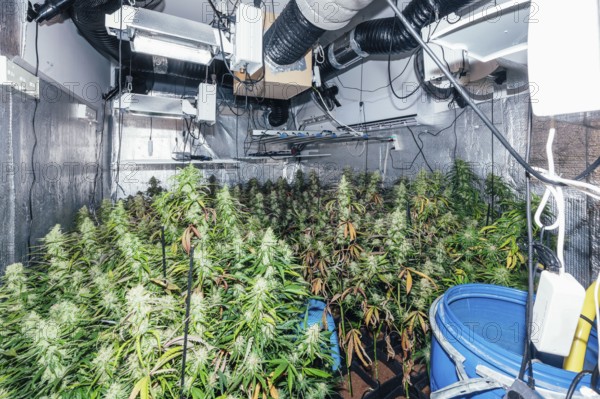 Detailed view of an indoor marijuana farm with fully grown cannabis plants, equipped with