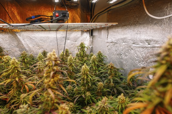 An indoor cannabis plantation with mature plants, featuring reflective insulating walls, LED grow