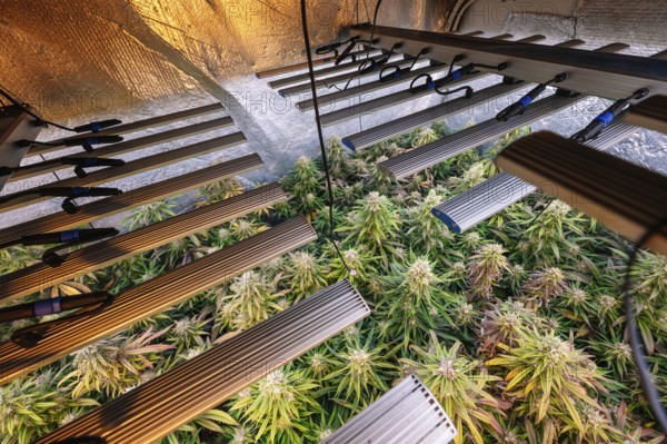 Advanced indoor marijuana plantation showcasing healthy cannabis plants under LED grow lights,