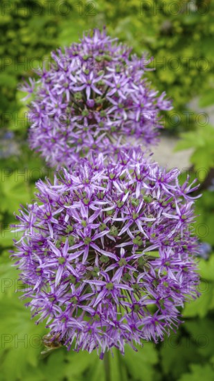 A detailed image showcasing the vibrant purple blooms of Allium Hollandicum, set against a natural
