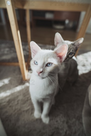 Two cats with striking blue eyes, basking in the gentle sunlight at home. Their curious expressions