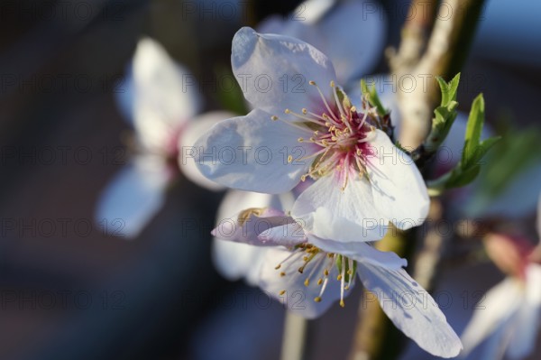 A delicate almond blossom captured in the soft glow of afternoon sunlight, highlighting its fine