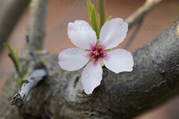 This image captures a delicate almond blossom in full bloom against a blurred background,