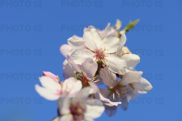 A stunning close-up image of almond blossom flowers, set against a vivid blue sky on a sunny