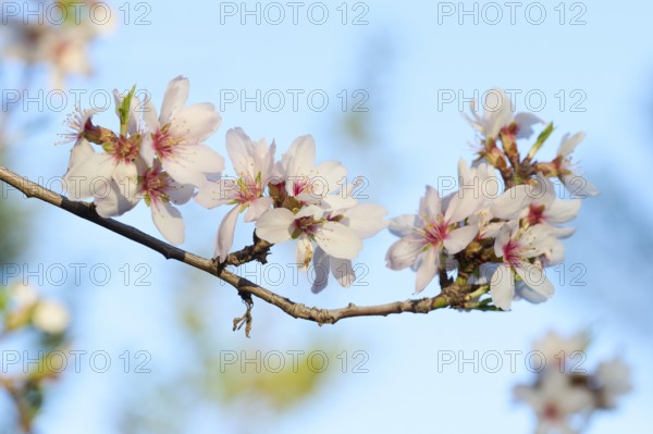 A close-up shot of delicate almond blossoms in full bloom, set against a serene blue sky background